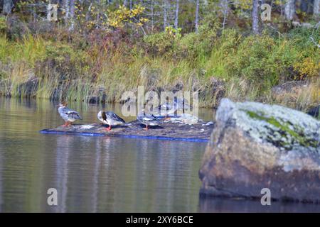 Gruppe der weiblichen Merganser in schweden. Weibliche gemeine Merganser im Herbst in Schweden Stockfoto