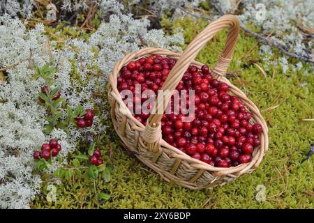 Preiselbeere in einem Korb in den Bergen. Preiselbeeren in einem Korb in den Bergen Stockfoto