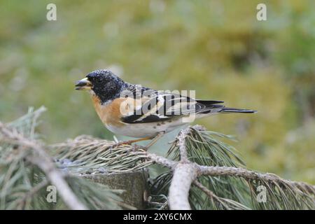 Brambling männlich auf einem Kiefernzweig. Brambling männlich auf einem Ast Stockfoto