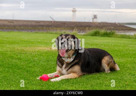 Deutscher Schäferhund, Collie, der schwarz und braun auf dem Gras liegt, mit einem roten Ball an den Pfoten Stockfoto