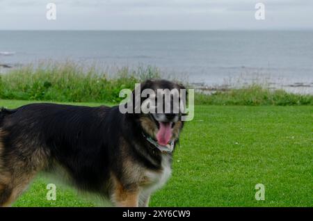 Schwarz-brauner Schäferhund, Collie-Kreuzhund von der Seite genommen Stockfoto