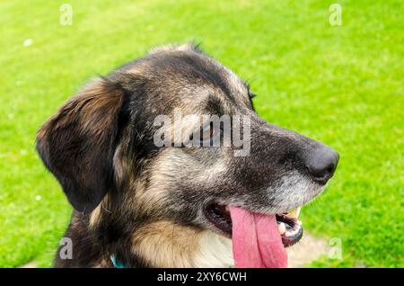 Kopfschuss eines Deutschen Schäferhunds, Collie-Kreuzhund mit der Zunge raus Stockfoto