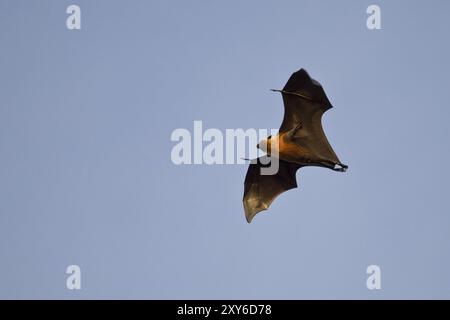 Seychellen-Obstfledermaus, Pteropus seychellensis, Seychellen-Obstfledermaus Stockfoto