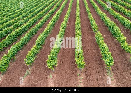 Blick auf die Drohne des Weinbergs, Reben in Reihen im Frühling, frische grüne Blätter Pflanzen und gepflügte Böden Stockfoto