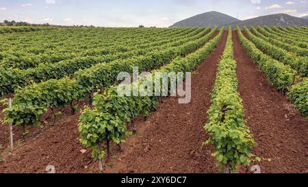 Weinberglandschaft, Reben in Reihen, frische grüne Blätter, Frühlingssaison Stockfoto