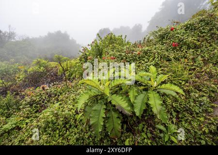 Dichte Vegetation im Nebel, Caldera des Poas-Vulkans, Regenwald, Poas-Nationalpark, zentrales Hochland, Provinz Alajuela, Costa Rica, Zentrum Am Vormittag Stockfoto