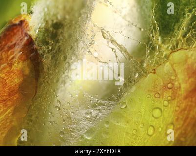 Kastanie, Rosskastanie (Aesculus hippocastanum), Details der Knospen, Harztröpfchen und feine Haare zum Schutz der jungen Triebe, Makrofoto Stockfoto