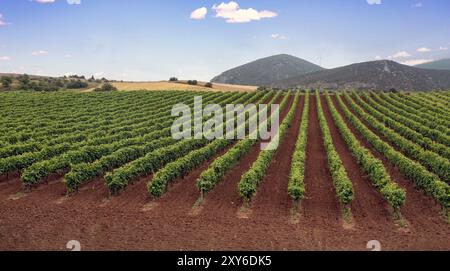 Weinberglandschaft, Reben in Reihen, frische grüne Blätter, Frühlingssaison Stockfoto