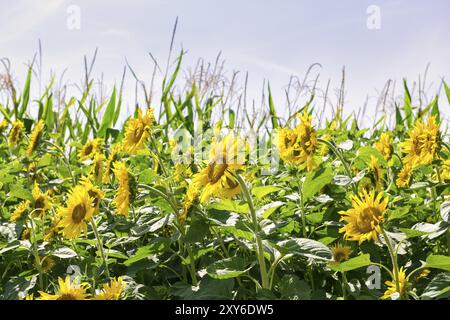 Sonnenblumen (Helianthus annuus) als Blütenstreifen auf einem Maisfeld, Baden-Württemberg, Deutschland, Europa Stockfoto