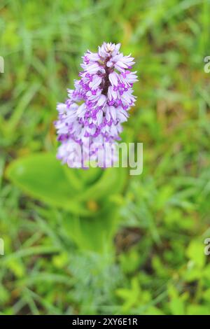 militärinnen in Bayern Stockfoto