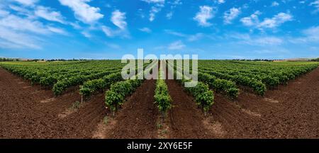 Panoramablick auf die Weinberge, Reben in Reihen, frische grüne Blätter, blauer Himmel, Frühlingssaison Stockfoto