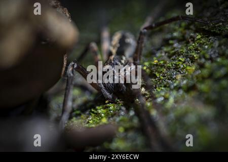 Kammmspinne (Cupiennius) sitzt nachts auf einem Zweig im tropischen Regenwald, Refugio Nacional de Vida Silvestre Mixto Bosque Alegre, Alajuela pro Stockfoto