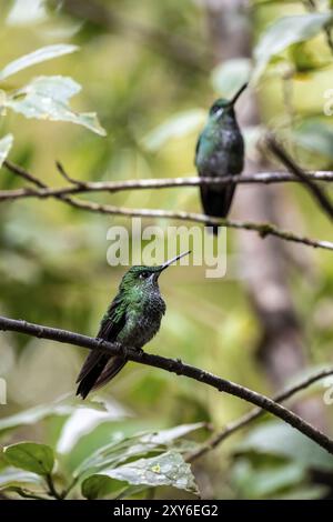 Grün gekröntes Brilliant (Heliodoxa jacula), zwei Kolibris sitzen auf einem Zweig, Monteverde Cloud Forest, Monte Verde, Costa Rica, Mittelamerika Stockfoto