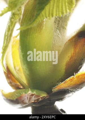 Kastanie, Rosskastanie (Aesculus hippocastanum), Knospen mit jungen Blättern, Harztröpfchen und feinen Haaren zum Schutz der jungen Triebe, Makrophot Stockfoto