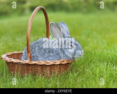 Niedliche kleine graue Kaninchen in den Korb auf dem grünen Rasen. Ostern-Hintergrund mit Exemplar Stockfoto