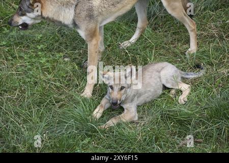 Canis Lupus (Welpe) Stockfoto