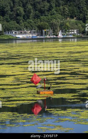 Boje auf dem Regatta-Kurs am Lake Baldeney hängen Kormorane und Reiher, das Gebiet ist von einem Teppich von Pflanzen besiedelt und kann nicht genutzt werden, vermehrt Stockfoto