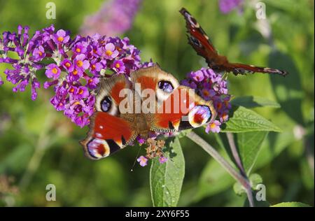 Sommerflieder mit Tagpfauenauge, Sommerflieder mit Europäischem Pfau 04 Stockfoto