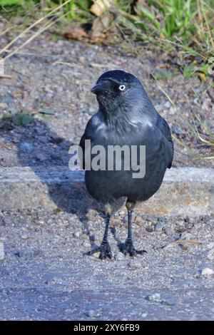 Jackdaw sucht nach Essen, Western Jackdaw sucht nach Essen Stockfoto