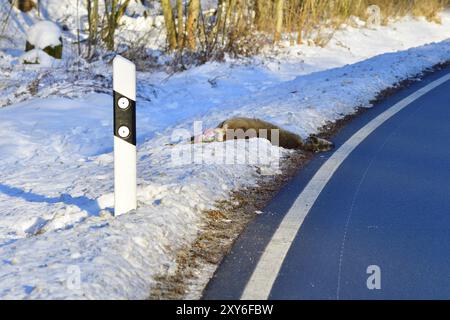 Wilder Unfall mit einem Reh. Wilder Unfall mit einem Reh im Winter Stockfoto