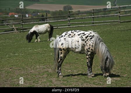 Rattenpony auf einer Weide Stockfoto