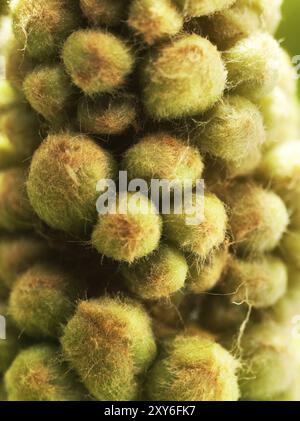 Kastanie, Rosskastanie (Aesculus hippocastanum), junge Blütenstände, Blütenknospen, feine Haare zum Schutz der jungen Triebe, Makrofoto Stockfoto