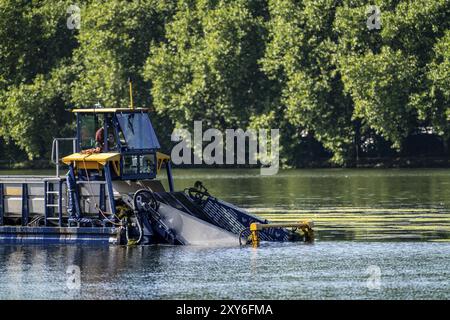 Das Mähboot Nimmersatt vom Ruhrverband versucht, den grünen Pflanzenteppich am Essener Baldeney-See in Schach zu halten, die sich vermehrende Wasserpflanze El Stockfoto