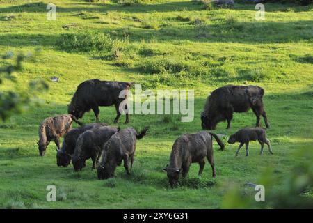 Europäische Bisonherde in der Abendsonne Stockfoto