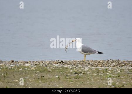 Adulte Gelbbeinmöwe (Larus michahellis) im Zuchtgefieder, Gelbbeinmöwe-Balz Stockfoto