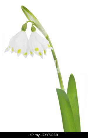 Marchflower auf weißem Hintergrund Stockfoto