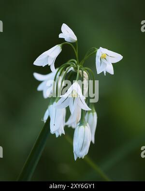 Dreieckige Knoblauchblumen Stockfoto