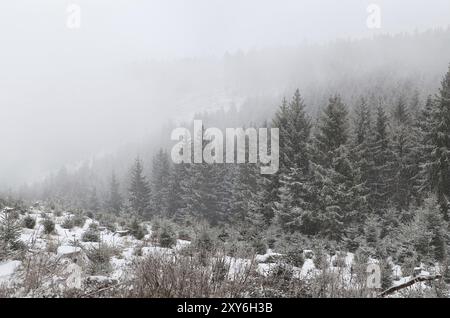 Nadelwald im dichten Nebel bei Schneesturm, Harz Stockfoto