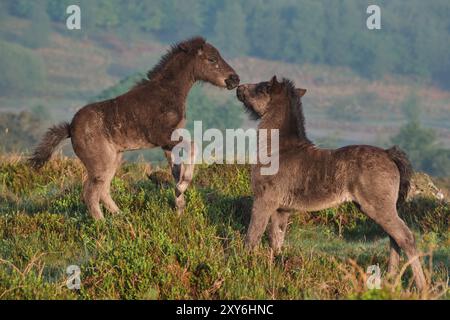 Verspielte Dartmoor-Ponys Stockfoto