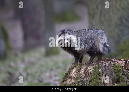 Marderhund, Nyctereutes procyonoides, Marderhund Stockfoto