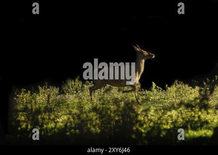 Cervus elaphus weiblich, Nationalpark Abruzzen, Italien, Europa Stockfoto