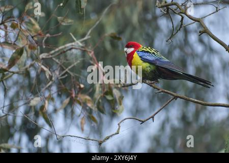Eastern Rosella Stockfoto