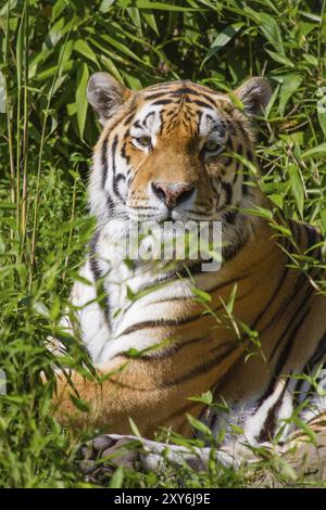 Sibirischer Tiger (Anthera tigris altaica) Stockfoto