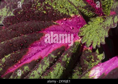 Blattdetail einer bemalten Brennnessel, Solenostemon scutellarioides Stockfoto