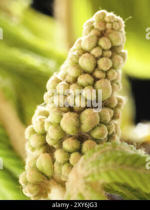 Kastanie, Rosskastanie (Aesculus hippocastanum), junge Blütenstände, Blütenknospen, feine Haare zum Schutz der jungen Triebe, Makrofoto Stockfoto