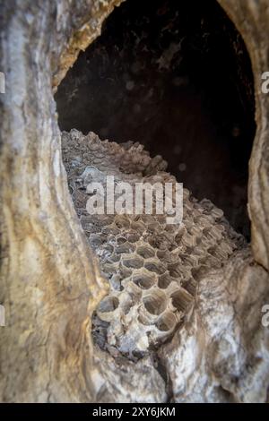 Altes verlassenes Hornissennest mit Wabenwaben in einer Baumhöhle Stockfoto