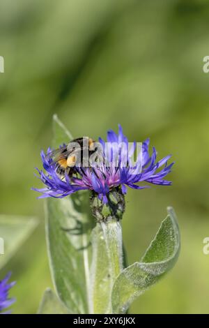 Kornblume mit fliegenden Hummeln vor grünem, verschwommenem Hintergrund mit Textraum Stockfoto