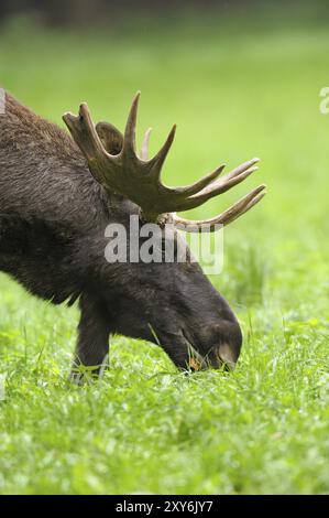 Eurasischer Elch, Alces alces Stockfoto