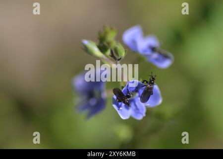 Veronica chamaedrys auf einer Wiese. Gamander speedwell auf einer Wiese Stockfoto