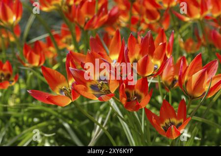 Wilde Tulpe der Sorte Little Princess, wilde Tulpe Tulipa Little Princess im Frühling Stockfoto