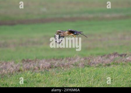 Weibliche Hen harrier jagt über einer Wiese. Weibliche hühnerweide (Circus cyaneus) auf der Jagd Stockfoto