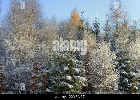 Winterlandschaft, Mischwald, Fichte (Picea abies), Birke (Betula), Kupferbuche (Fagus sylvatica) und Lärche (Larix decidua), Arnsberger Wald Natur Stockfoto