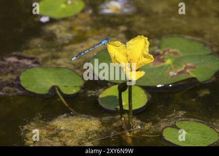 Wasserrand, Nymphoides peltata, gesäumte Seerose Stockfoto