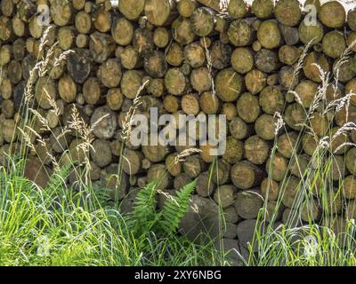 Gestapeltes Brennholz vor hohem Gras und Farnen im Vordergrund, Bad Lippspringe, Deutschland, Europa Stockfoto