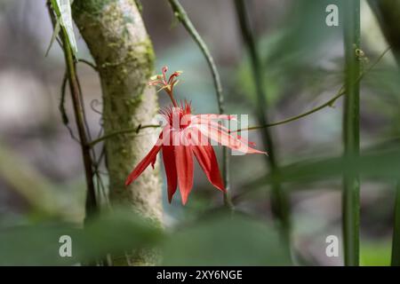 Blume einer roten Passionsblume (Passiflora vitifolia) im tropischen Regenwald, Corcovado Nationalpark, Halbinsel Osa, Provinz Puntarena, Costa Ri Stockfoto