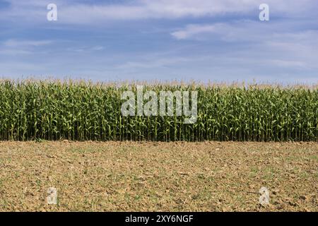 Symbolbild, erneuerbare Energien, Maispflanzen, Biogasanlage, Futtermais, Wolken, unreif, Baden-Württemberg, Deutschland, Europa Stockfoto